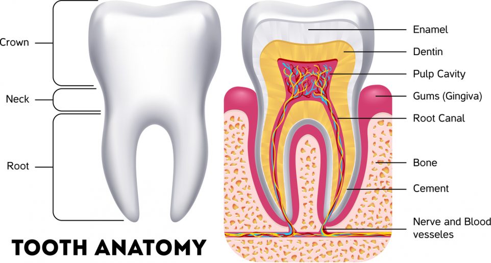 Tooth anatomy